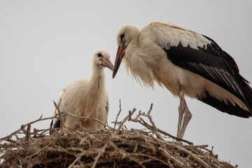 storks in their nest