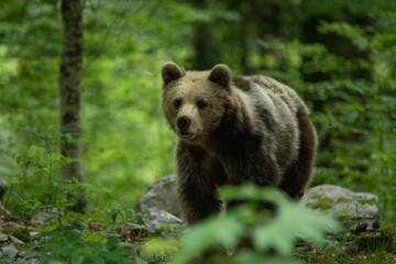 Obraz premium European brown bear, also called Eurasian brown bear, in its natural habitat