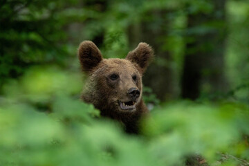European brown bear, also called Eurasian brown bear, in its natural habitat