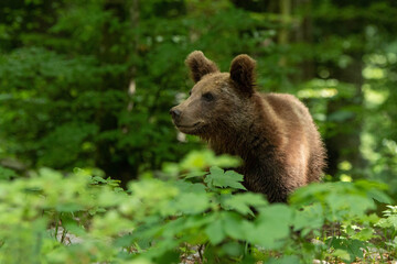 European brown bear, also called Eurasian brown bear, in its natural habitat