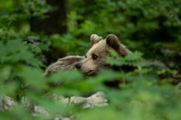 European brown bear, also called Eurasian brown bear, in its natural habitat