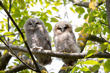 Zwei junge Streifenkauz Geschwister (Strix varia) 