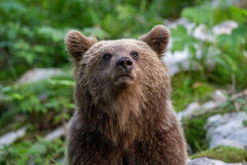 European brown bear, also called Eurasian brown bear, in its natural habitat