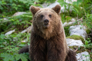 Obraz premium European brown bear, also called Eurasian brown bear, in its natural habitat