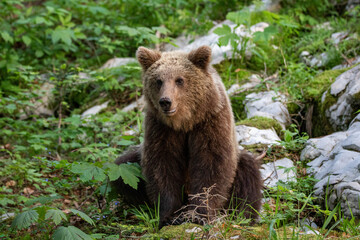 Fototapeta premium European brown bear, also called Eurasian brown bear, in its natural habitat