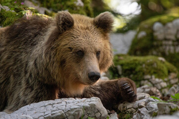 European brown bear, also called Eurasian brown bear, in its natural habitat