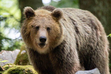 Fototapeta premium European brown bear, also called Eurasian brown bear, in its natural habitat