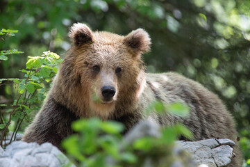 European brown bear, also called Eurasian brown bear, in its natural habitat