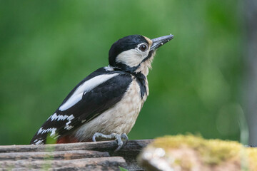 great spotted woodpecker