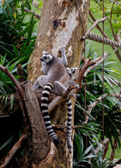 Lemur on tree