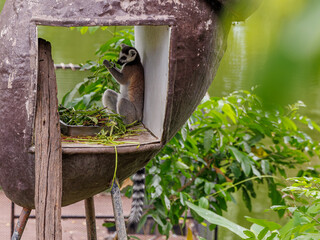 lemur on tree
