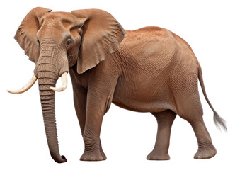 Fototapeta premium PNG African elephant wildlife animal mammal.