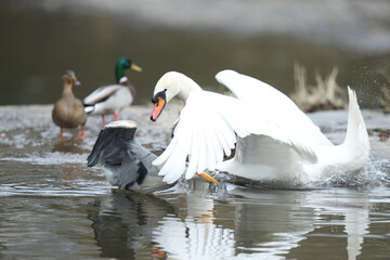 Fototapeta premium Dublin, Ireland - 30th March 2013 - a swan hitting a grey heron over the head with its wing in a fight over food in a Dublin river while two ducks look on in the background