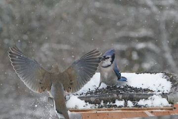Mourning Dove dominant over blue Jays in winter on feeder