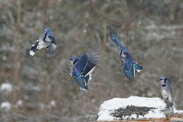 Blue Jays in winter
