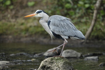 Dublin, Ireland - 30th March 2013 - a grey heron in the River Dodder in Dublin city