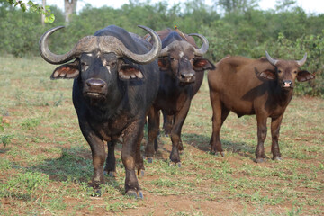 Kaffernbüffel / African buffalo / Syncerus caffer
