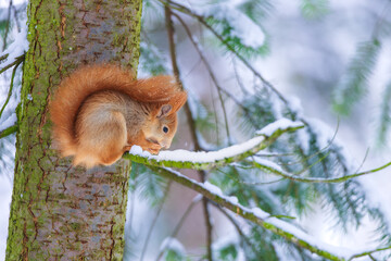 Obraz premium Red squirrel (Sciurus vulgaris) in its natural habitat in the forest where there is already snow. The squirrel is stocking up on nuts for the winter