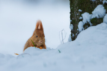 Red squirrel (Sciurus vulgaris) in its natural habitat in the forest where there is already snow. The squirrel is stocking up on nuts for the winter