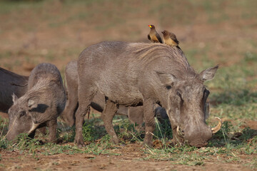 Warzenschwein und Gelbschnabel-Madenhacker / Warthog and Yellow-billed oxpecker / Phacochoerus...