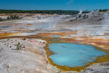 The porcelain basin at Norris Geyser Basin, Yellowstone National Park