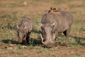 Warzenschwein und Gelbschnabel-Madenhacker / Warthog and Yellow-billed oxpecker / Phacochoerus...