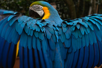 blue and gold macaw flying