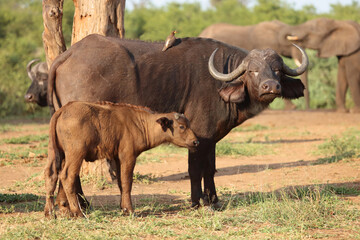 Obraz premium Kaffernbüffel und Gelbschnabel-Madenhacker / African buffalo and Yellow-billed oxpecker / Syncerus caffer et Buphagus africanus..