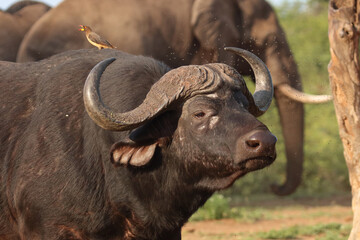 Kaffernbüffel und Gelbschnabel-Madenhacker / African buffalo and Yellow-billed oxpecker / Syncerus caffer et Buphagus africanus.