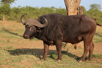 Obraz premium Kaffernbüffel / African buffalo / Syncerus caffer