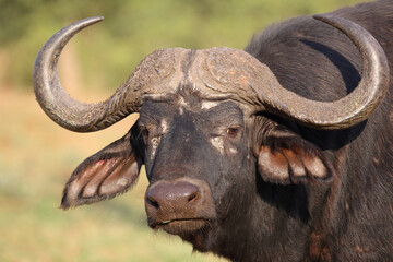 Kaffernbüffel / African buffalo / Syncerus caffer