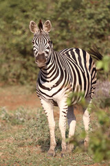 Steppenzebra / Burchell's zebra / Equus quagga burchellii