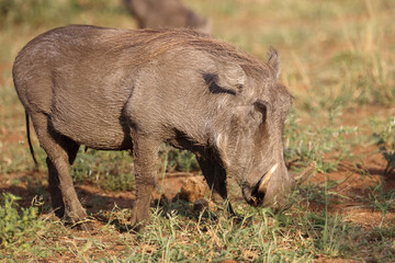 Fototapeta premium Warzenschwein / Warthog / Phacochoerus africanus..