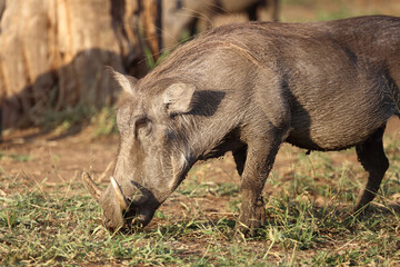 Warzenschwein / Warthog / Phacochoerus africanus..