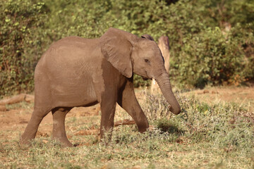 Afrikanischer Elefant / African elephant / Loxodonta africana