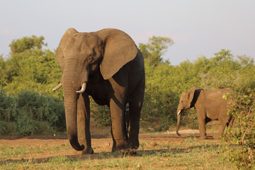 Fototapeta premium Afrikanischer Elefant / African elephant / Loxodonta africana