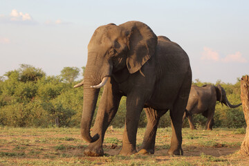 Afrikanischer Elefant / African elephant / Loxodonta africana