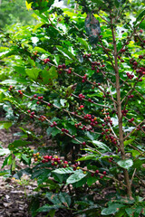 beautiful red coffee fruits on the plant