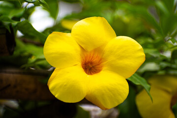 beautiful yellow flower