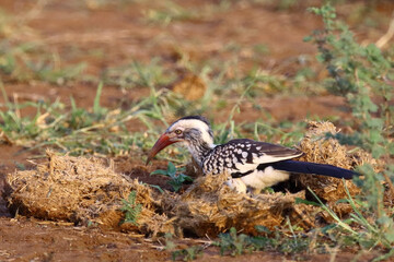 Rotschnabeltoko / Red-billed hornbill / Tockus erythrorhynchus