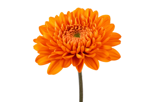 Single orange flower with a green stem