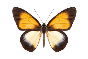 Butterfly with black and yellow wings