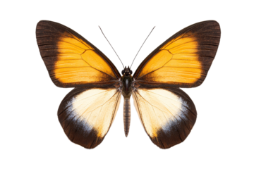 Butterfly with black and yellow wings