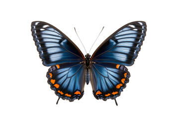 Obraz premium Blue and orange butterfly with a black head