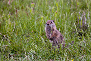 Alert ground squirrel in lush green grassland in Yellowstone National Park, Wyoming