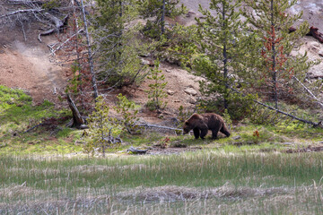 Grizzly bear roaming in Yellowstone National Park, Wyoming