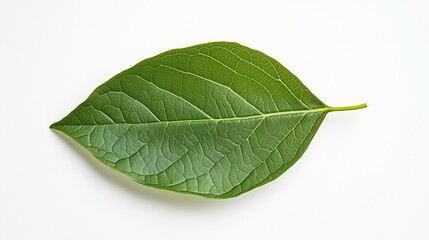Fototapeta premium A single fresh green leaf rests on a clean white background, highlighting the intricate veins and vibrant color. This minimalist composition emphasizes natural beauty
