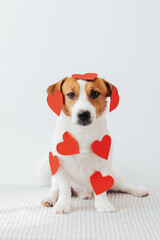 Portrait of cute jack russell terrier dog  covered with red paper hearts on white background. Minimal Valentine's day greeting card
