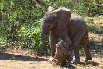 Afrikanischer Elefant / African elephant / Loxodonta africana