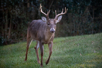Old white-tail deer buck walking in an open field.